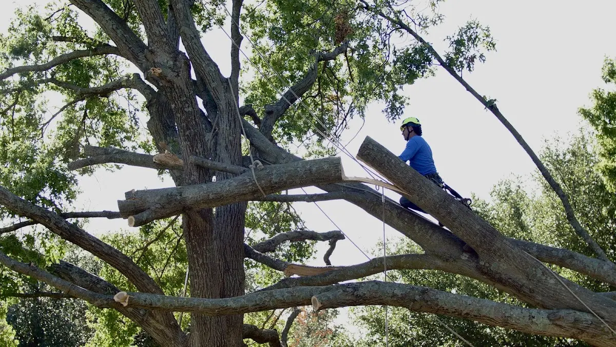 Professional Crown Thinning performed by certified arborists in Hyde Park