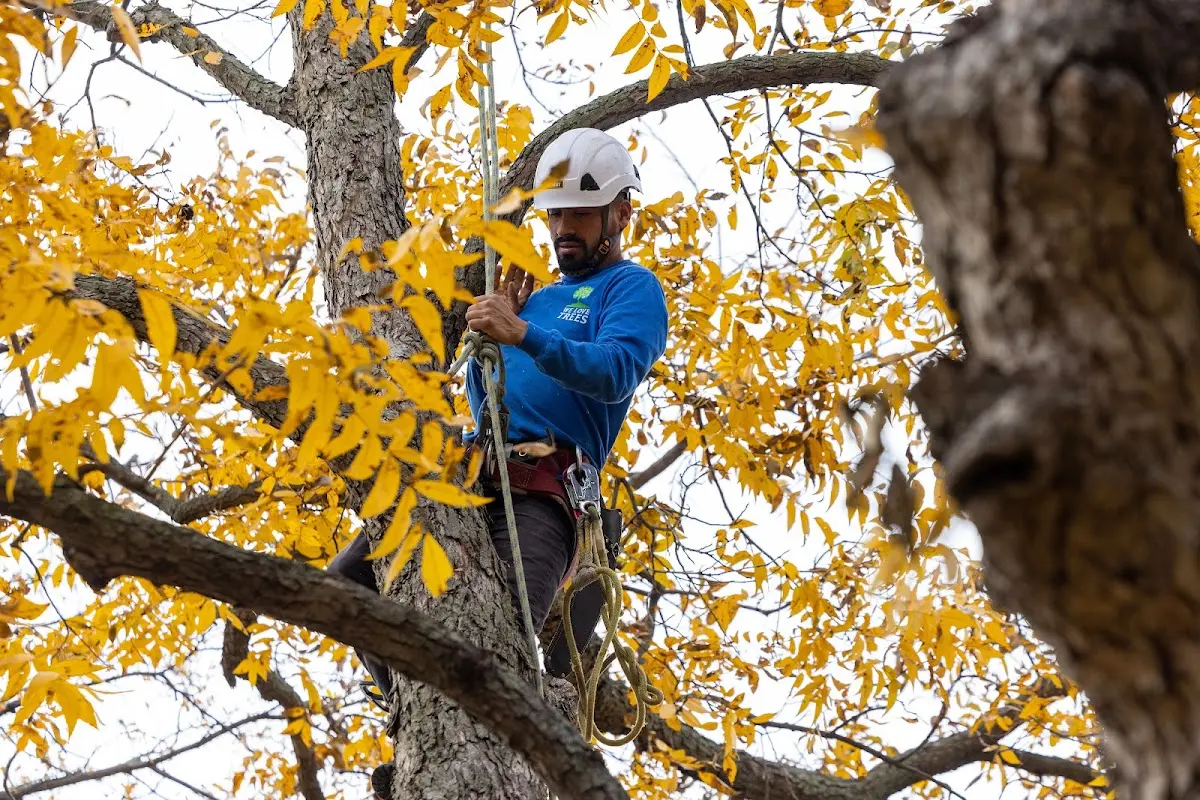 Skilled Tree Pruning crew working in Hyde Park