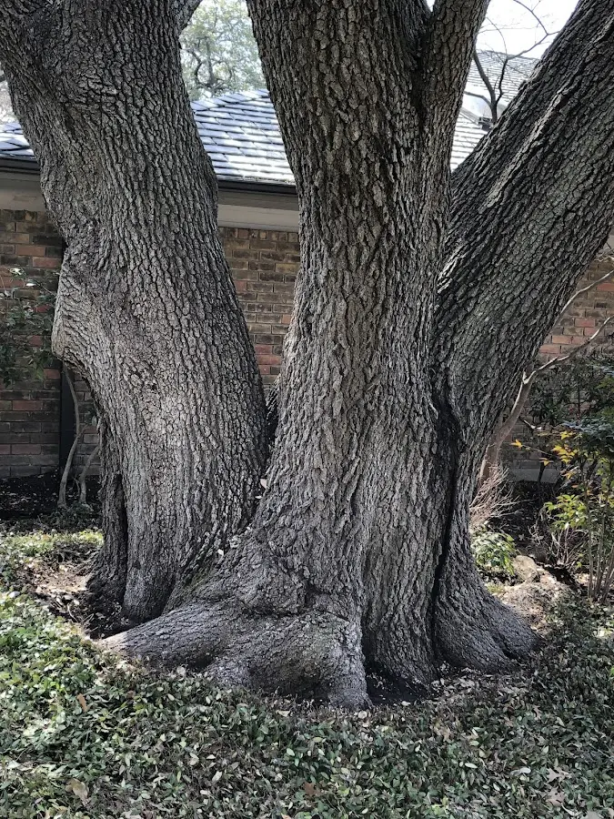 Mature heritage tree close to a Hyde Park property cared for by certified arborists